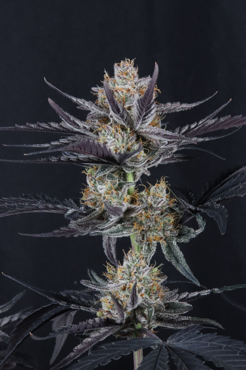 Photo of Guava Runtz Auto