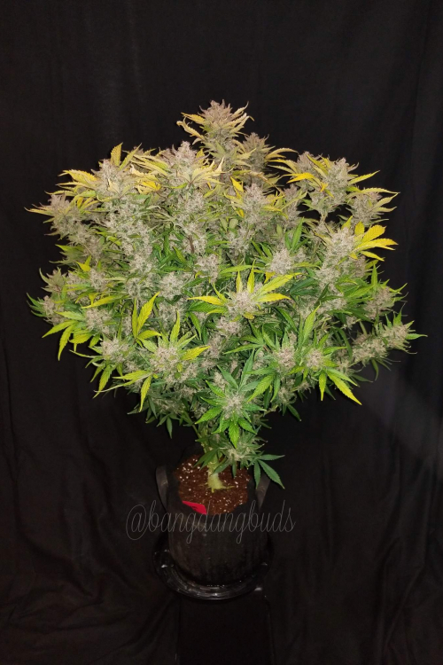 C4 Auto