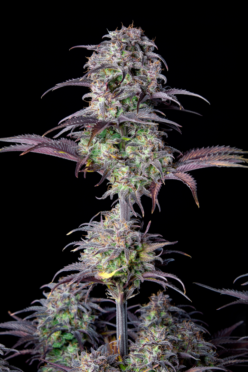 Photo of Blueberry Auto