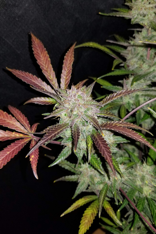 Cream Cookies Auto