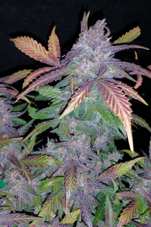 Fastberry Auto