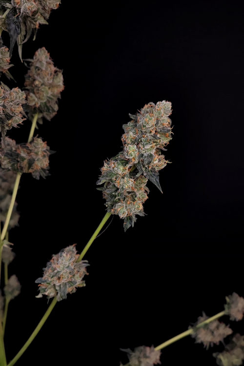 Northern Lights Auto
