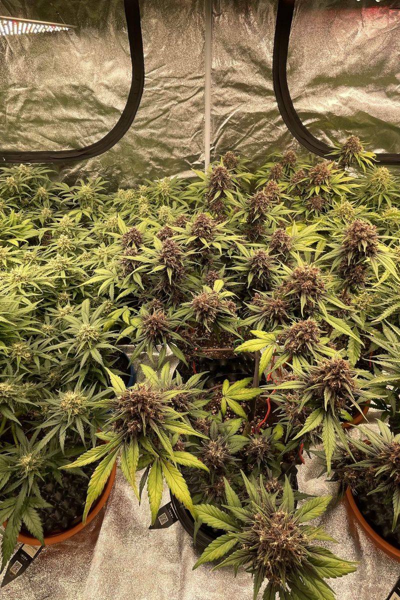 Photo of Mix Pack Auto