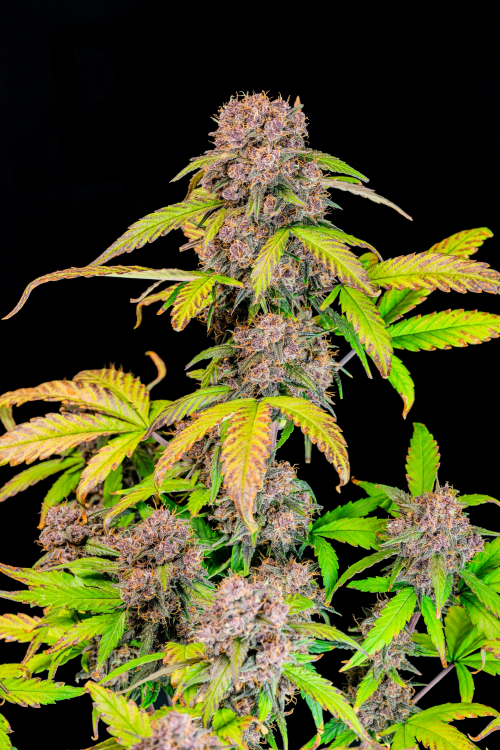 Lemon Cherry Cookies Auto