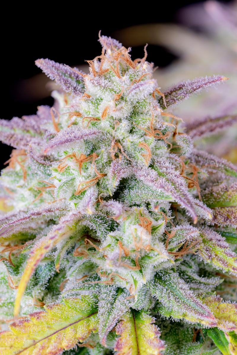 Photo of Afghan Kush Auto