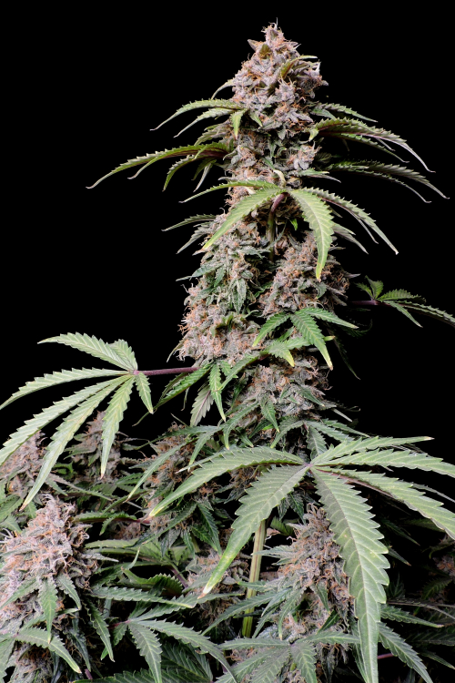 Amnesia Z Auto