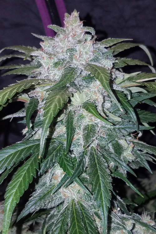Tangie Auto