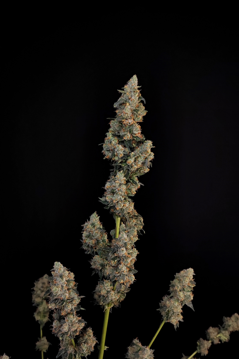 Photo of Northern Lights Auto