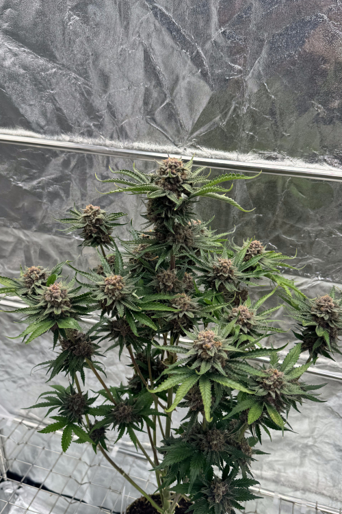 Cherry Cola Auto RF3
