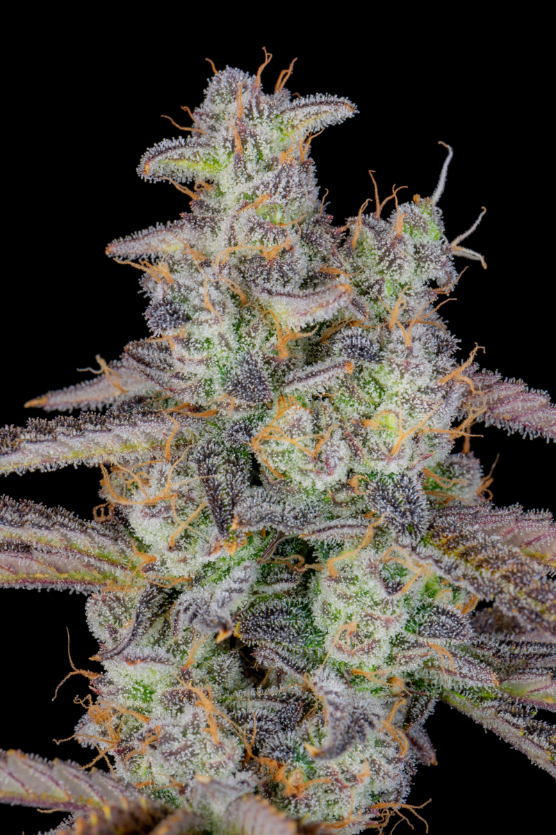 Photo of Banana Purple Punch Auto