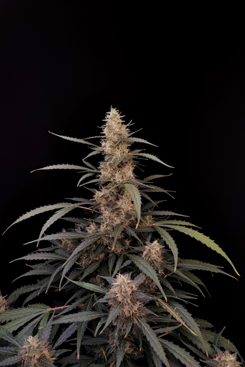 Amnesia Haze Auto