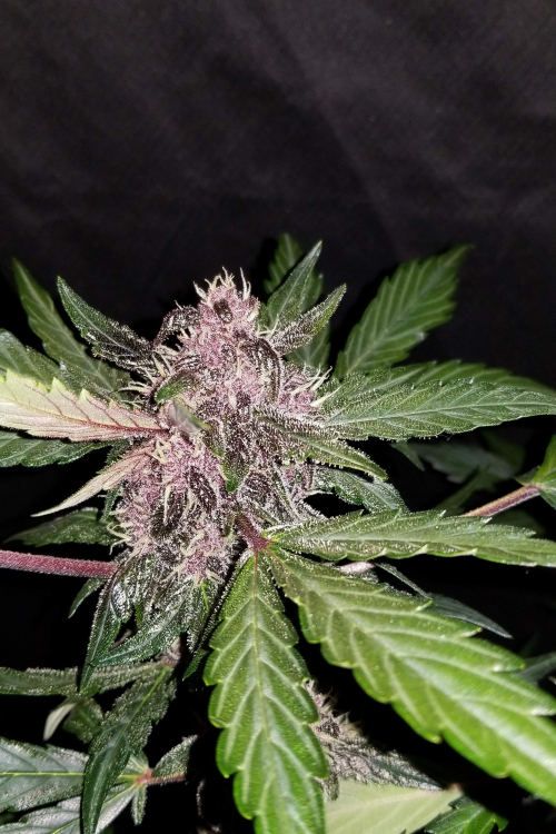 Crystal Meth Auto