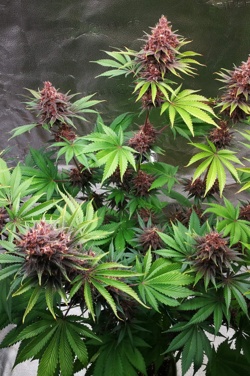 Photo of Purple Lemonade FF