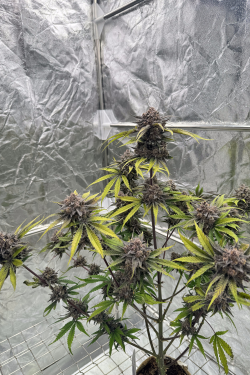 Cherry Cola Auto RF3
