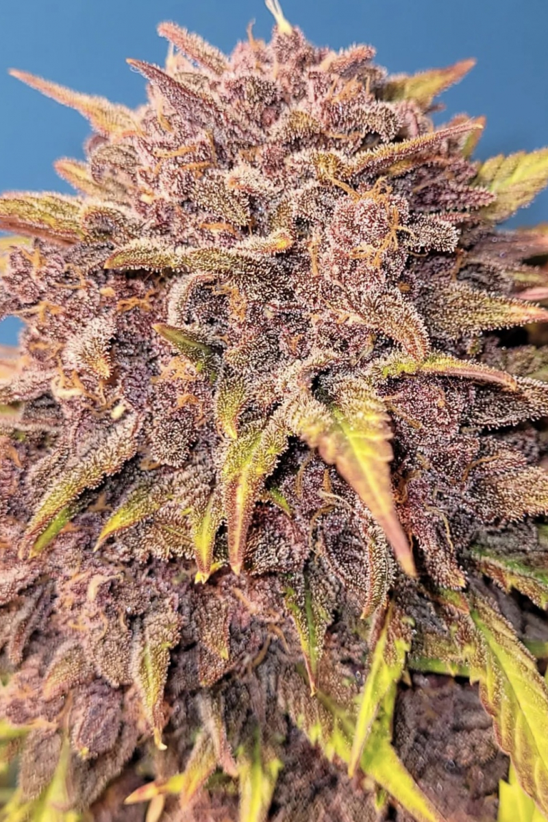 Photo of Purple Lemonade Auto