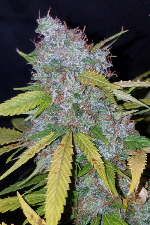 Californian Snow Auto