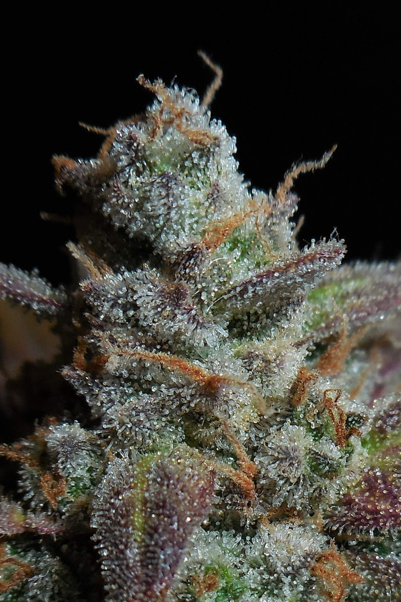 Photo of Lemon AK Auto