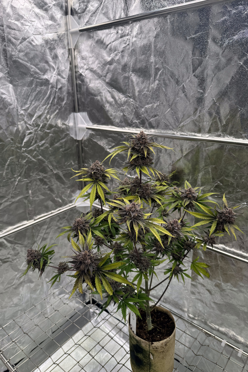 Photo of Cherry Cola Auto RF3