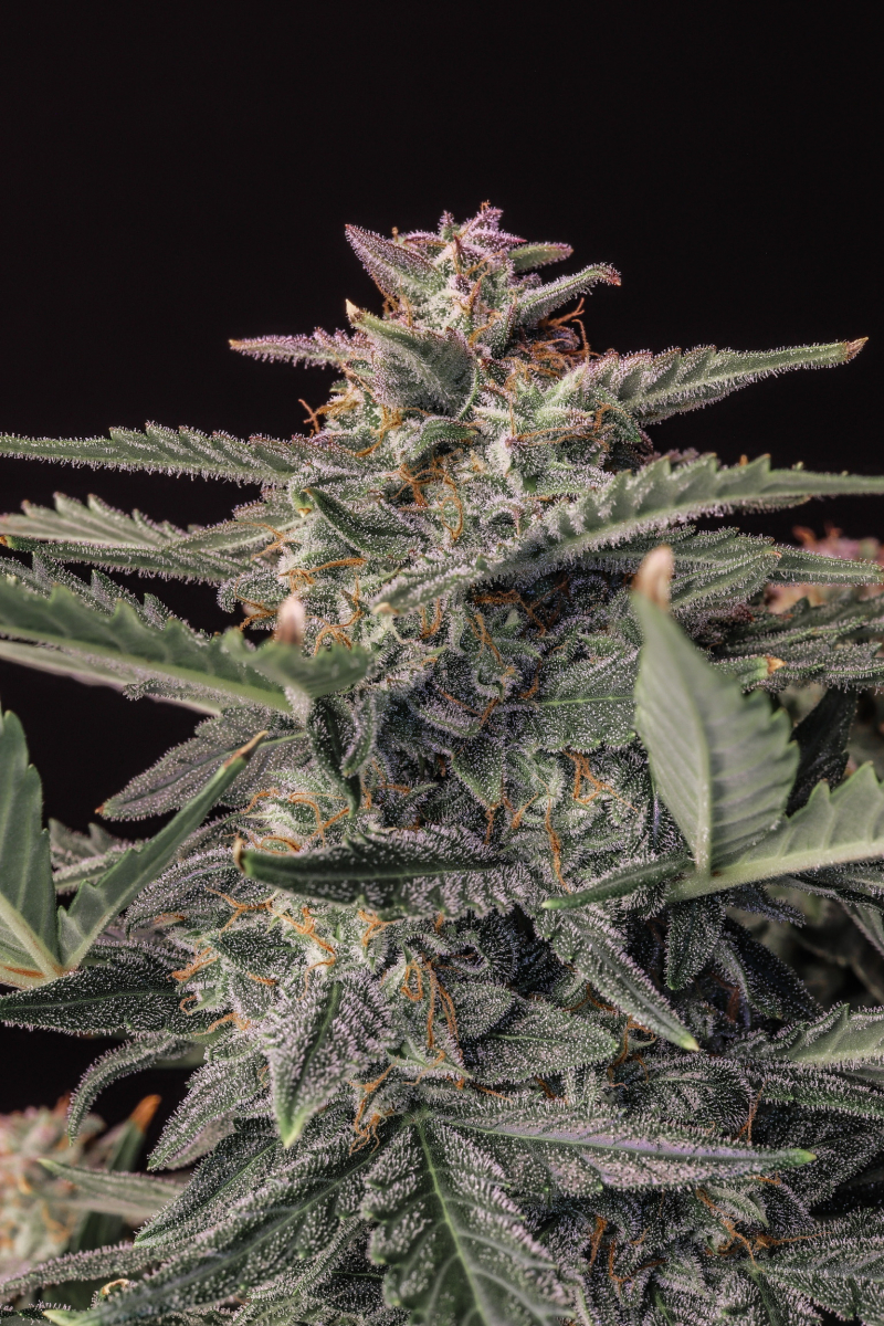 Photo of White Widow Auto