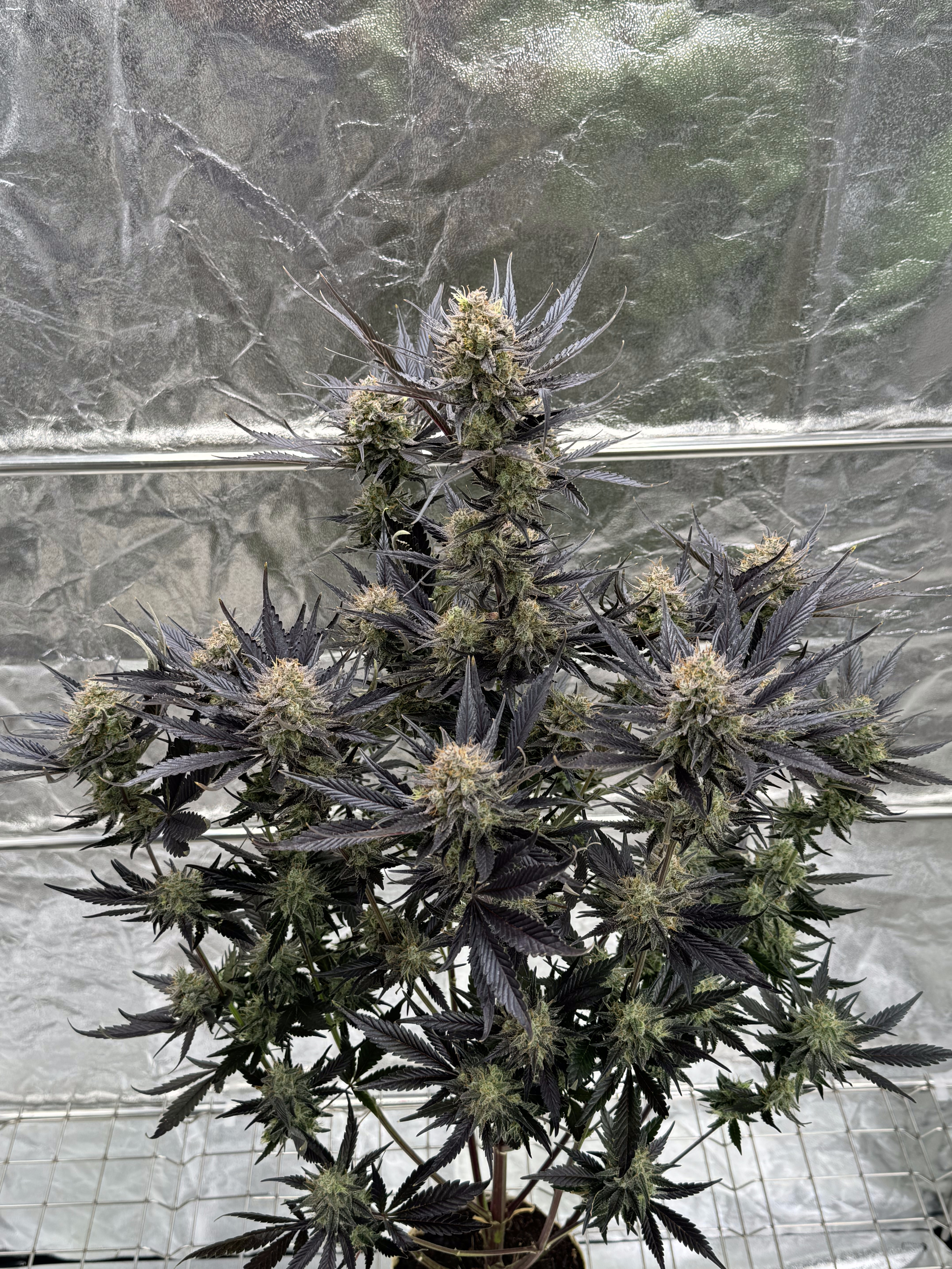 Guava Auto RF3