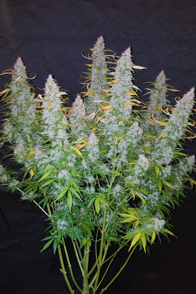 Photo of Californian Snow Auto