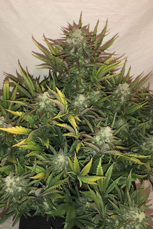 Gorilla Glue