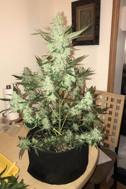 Green Crack Auto