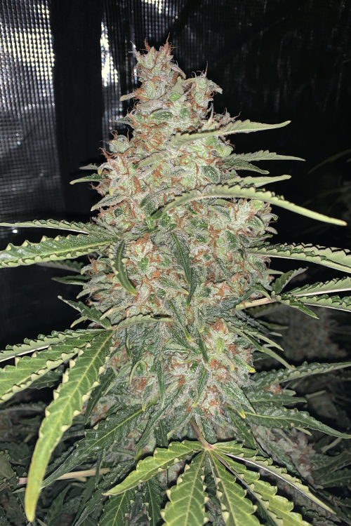OG Kush Auto