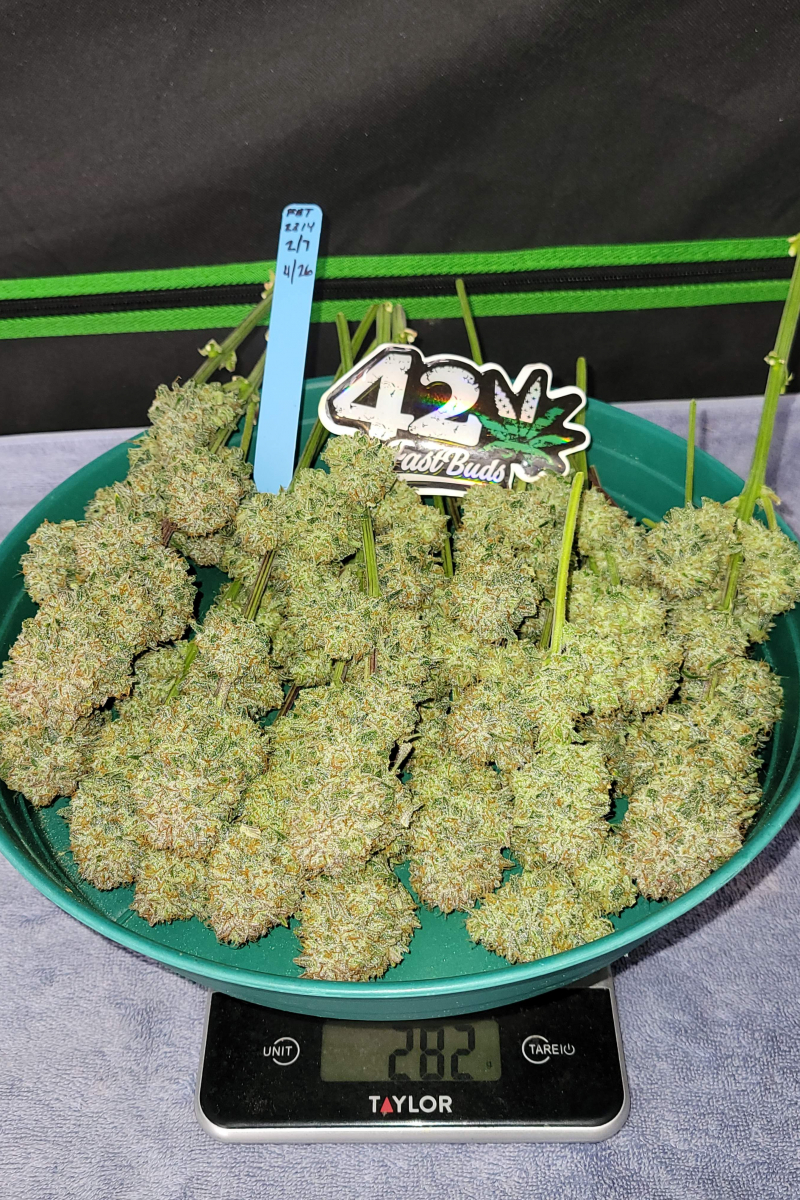 Photo of Apricot Auto
