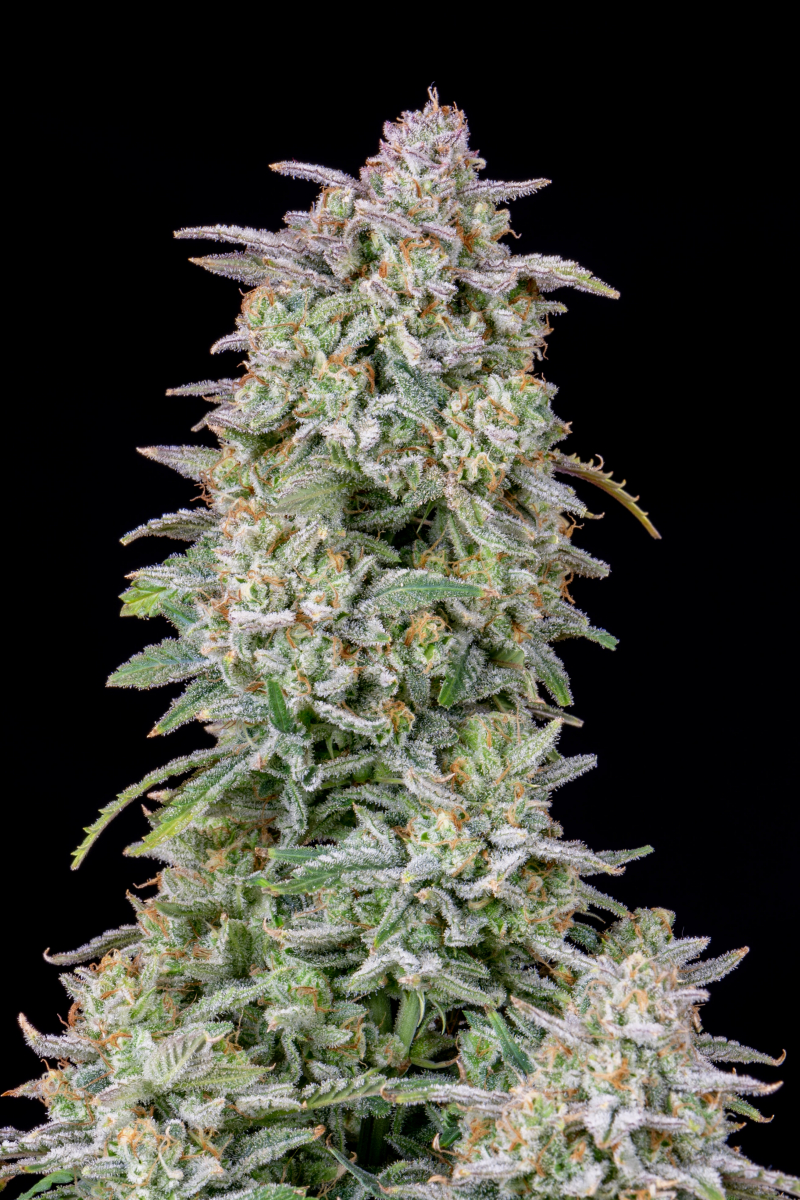 Photo of Forbidden Runtz Auto