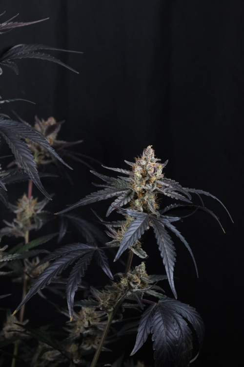 Guava Runtz Auto