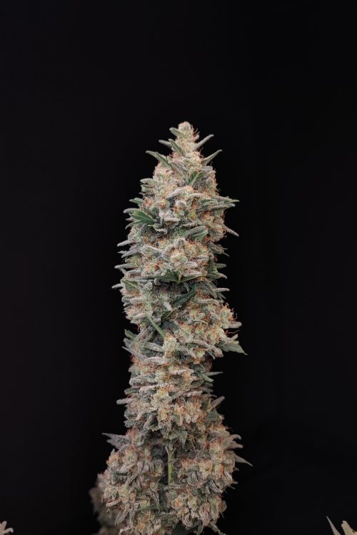 Chemdawg Auto