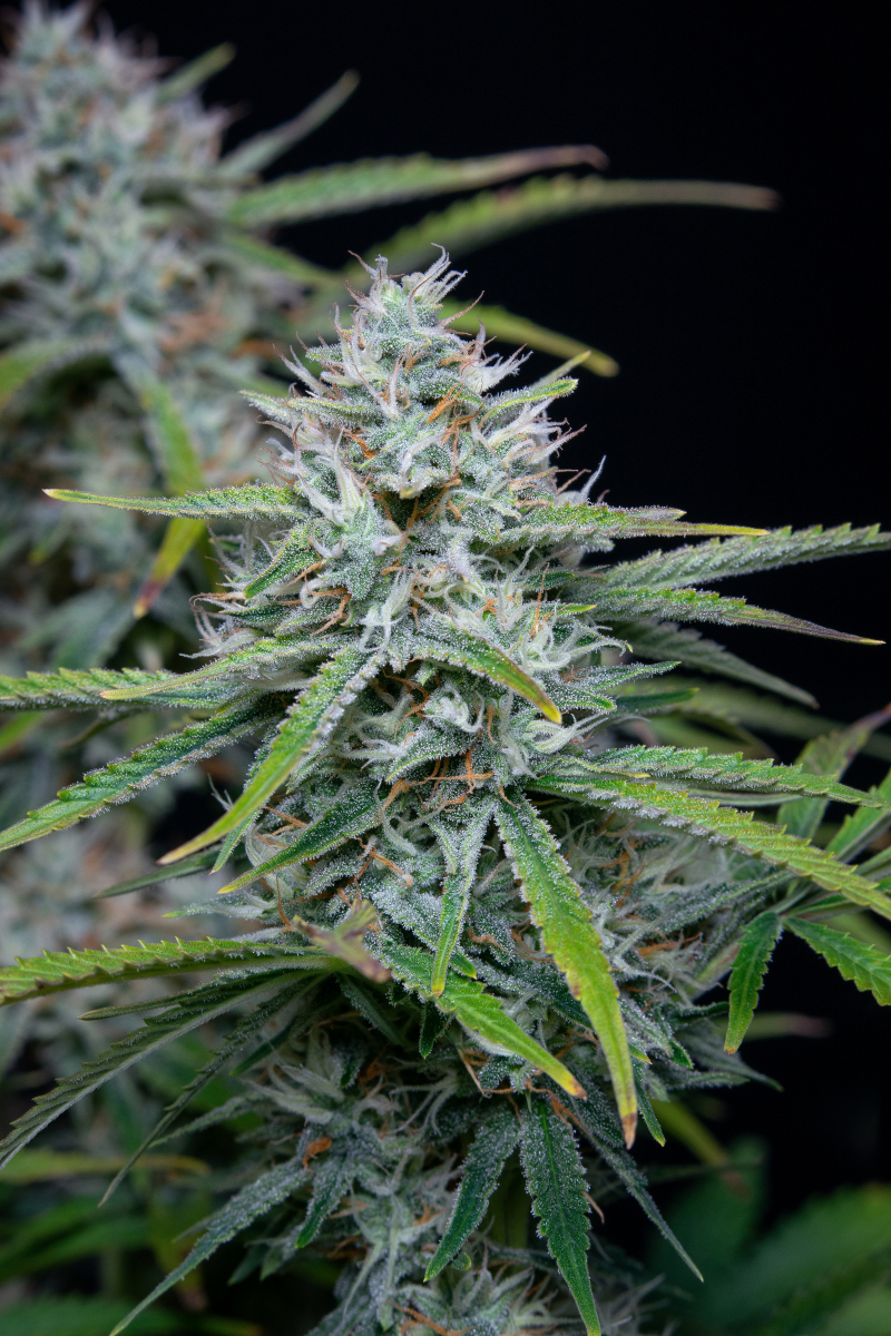 Photo of White Widow Auto