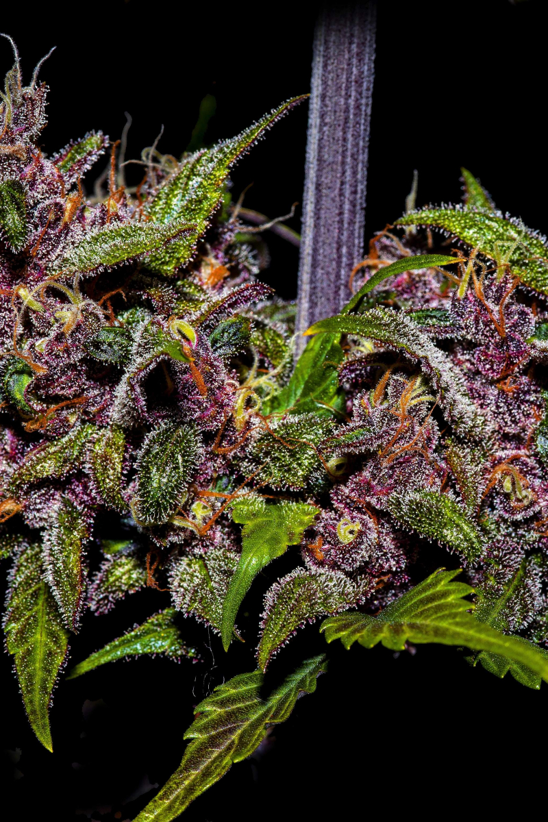 Photo of Blackberry Auto