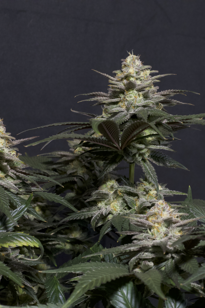 Photo of Purple Lemonade FF