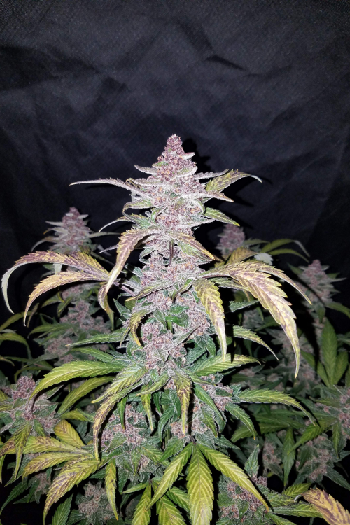 Blackberry Auto