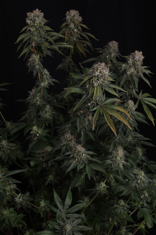 GG4