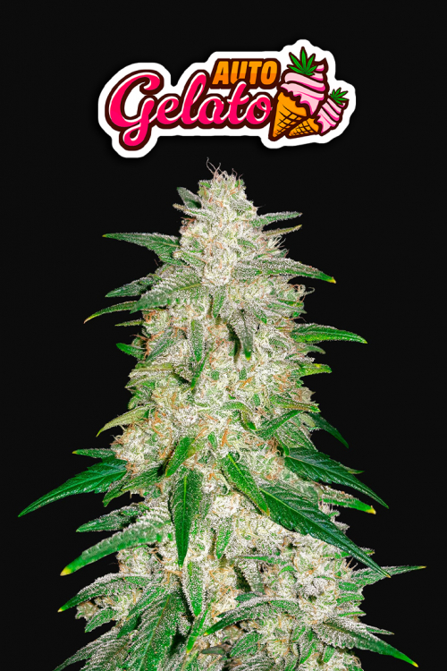 Gelato Auto