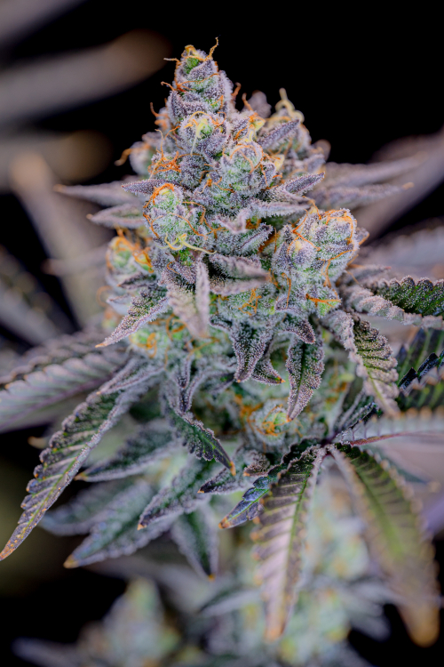 Gorilla Cookies FF