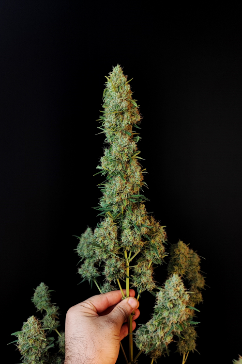 Jack Herer Auto