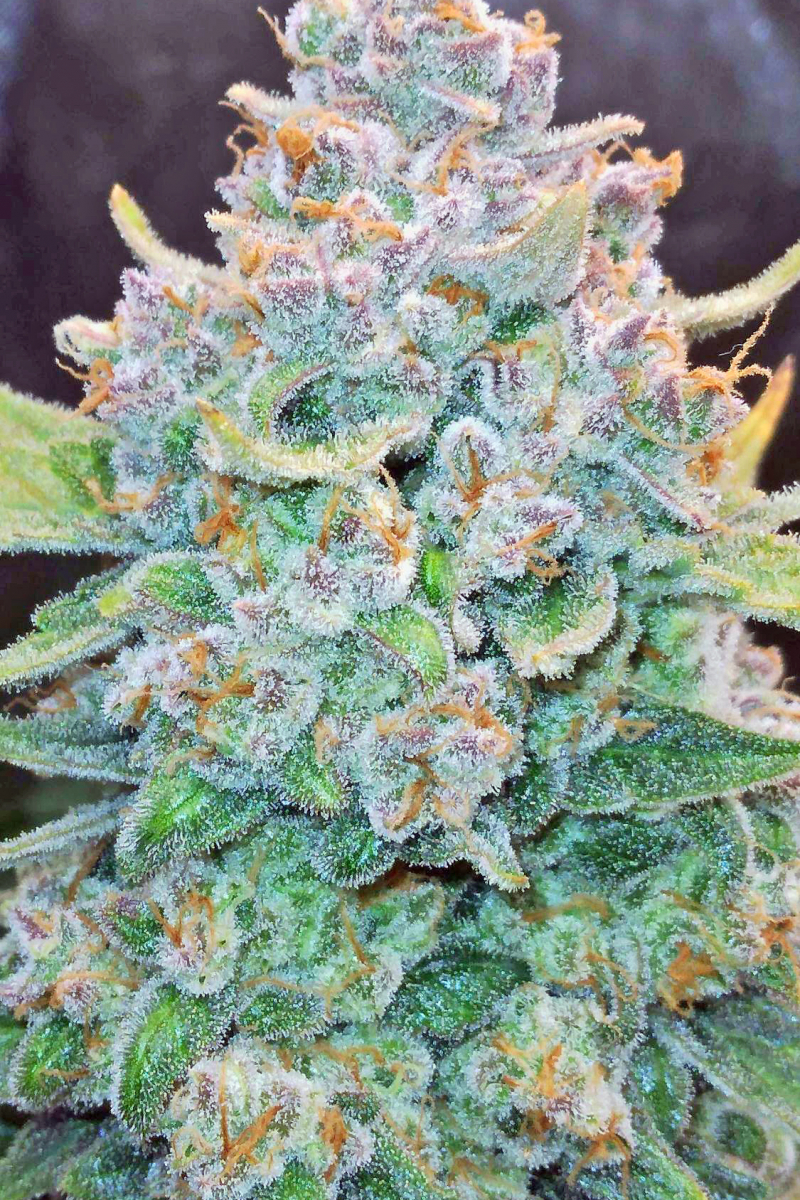 Photo of Papaya Cookies Auto
