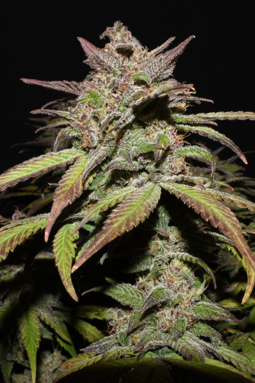 Smoothie Auto