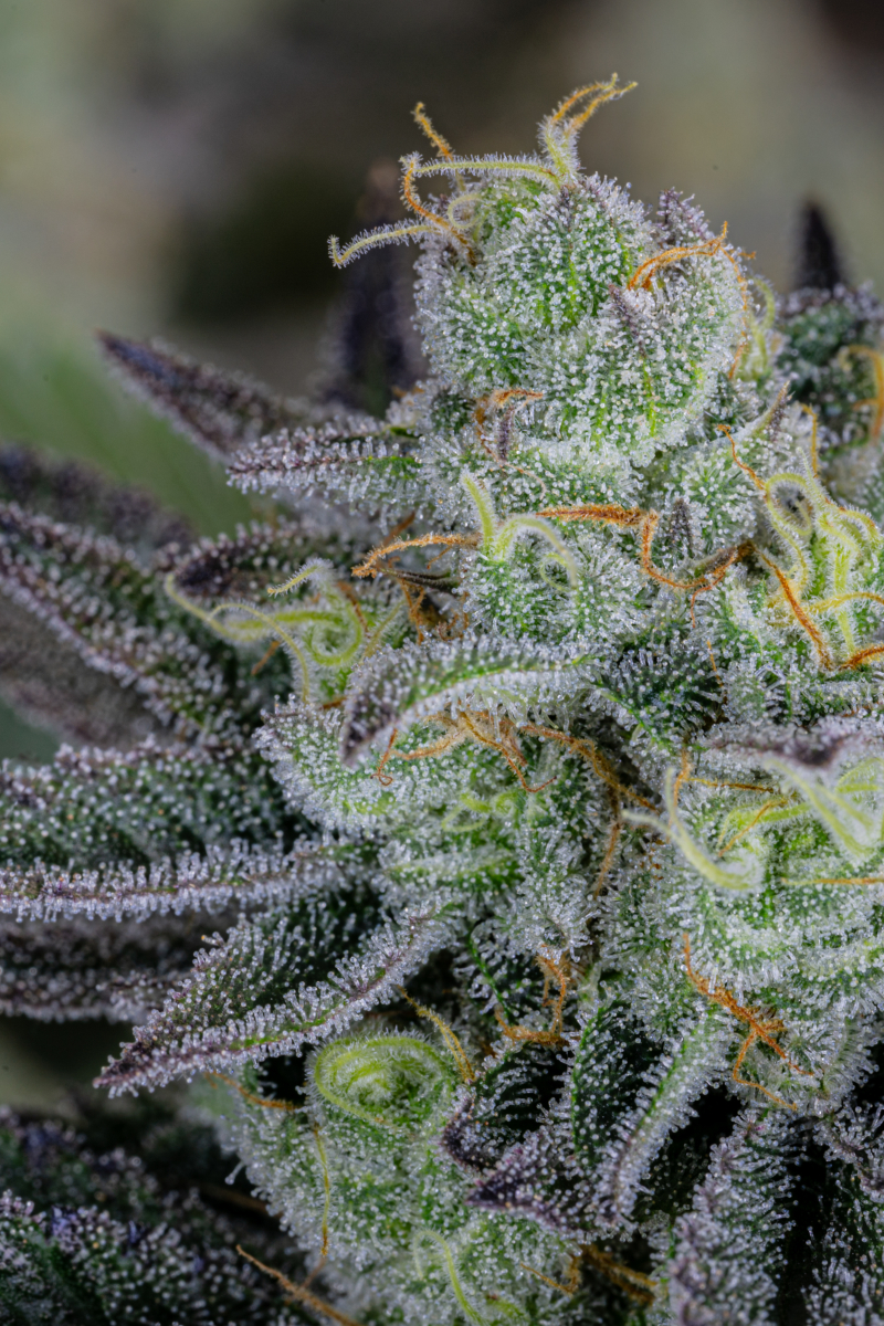 Photo of Gorilla Cookies FF