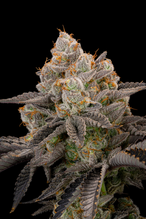 Gorilla Cookies FF
