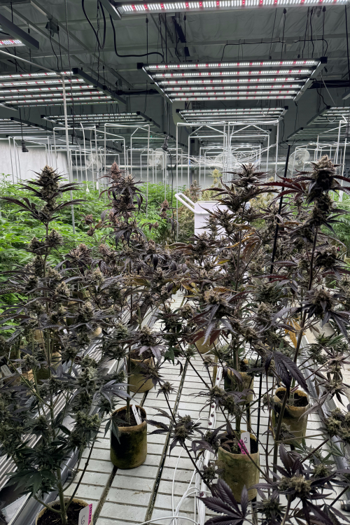Guava Auto RF3