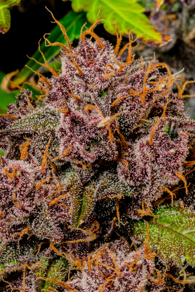Photo of Lemon Cherry Cookies Auto