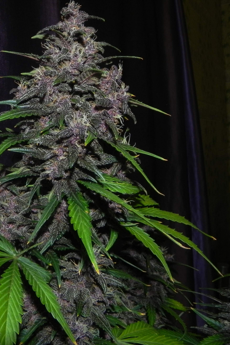 Photo of LSD25 Auto