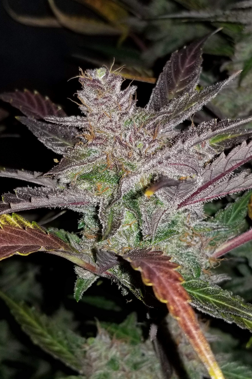 Cream Cookies Auto