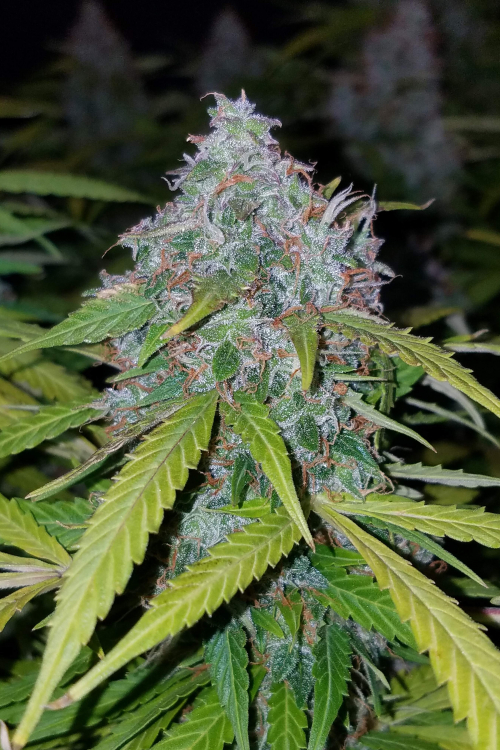 Californian Snow Auto