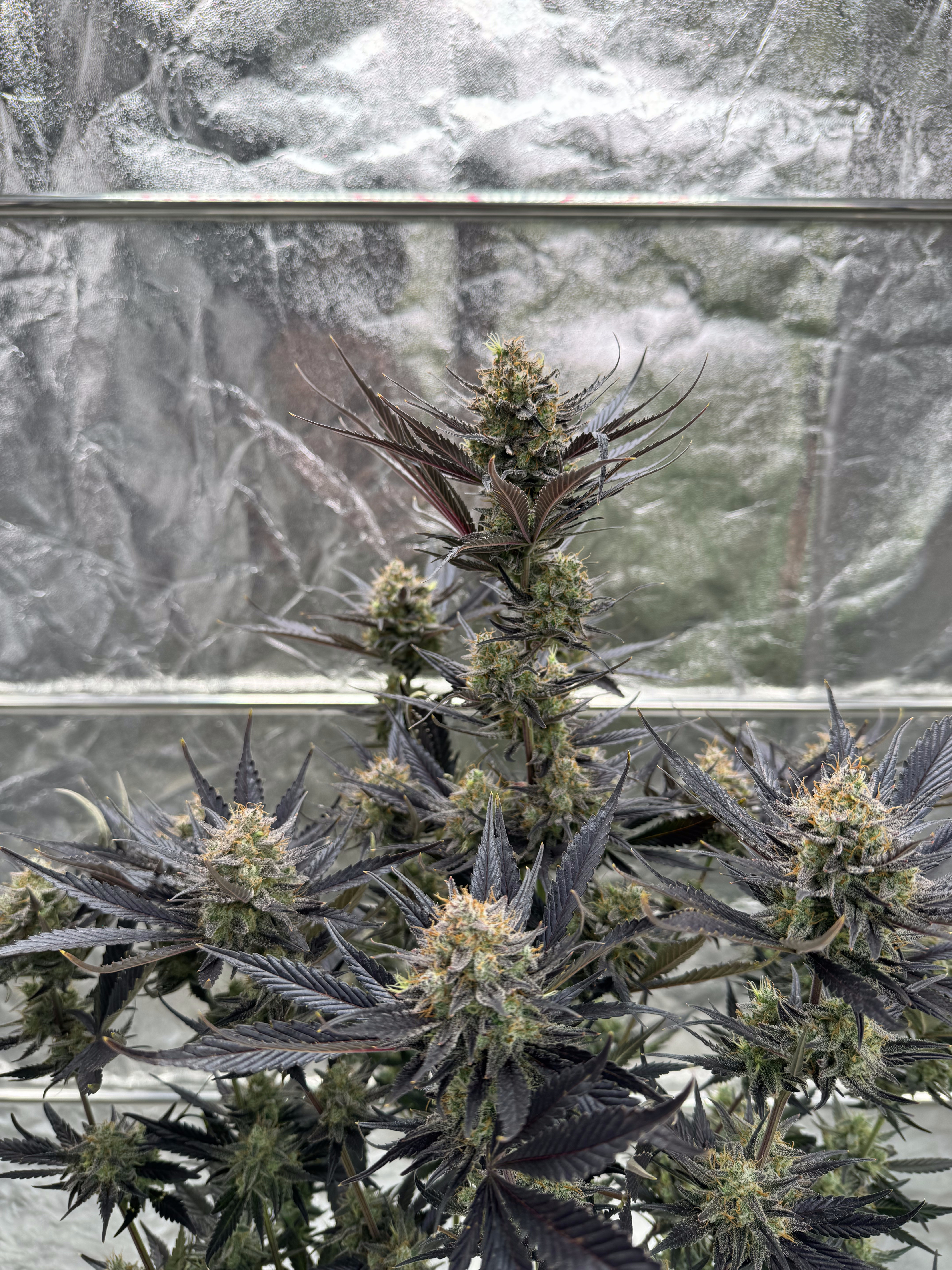 Guava Auto RF3